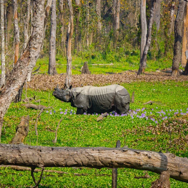 Chitwan National Park